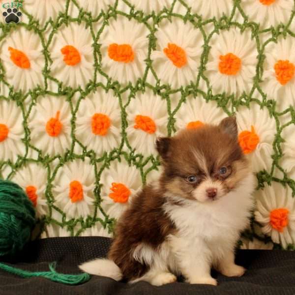 King, Pomeranian Puppy